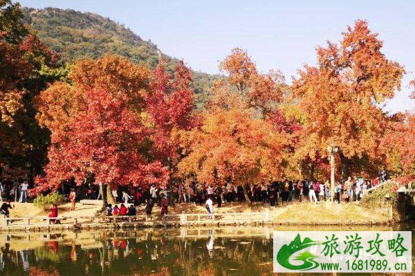 2020天平山枫叶观赏最佳时间 苏州天平山枫叶什么时候红