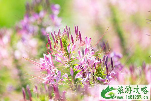 无锡宛心花田在哪里 无锡宛心花田有哪些花