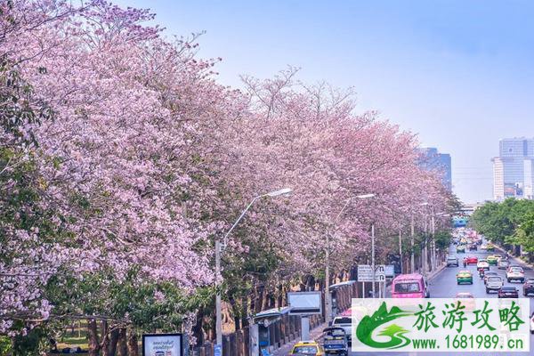 泰国春季赏花去哪里 泰国春季赏花去哪里