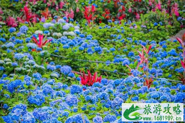 2020日本紫阳花花期级观赏地点推荐