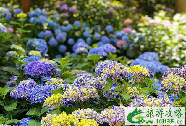 2020日本紫阳花花期级观赏地点推荐