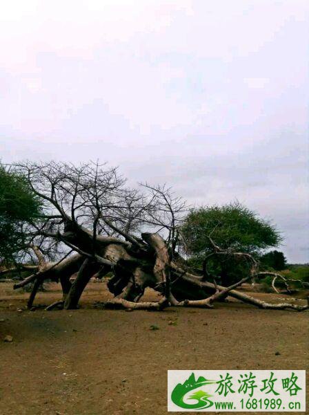 一个女孩不一样的非洲之旅 一个女孩不一样的非洲之旅