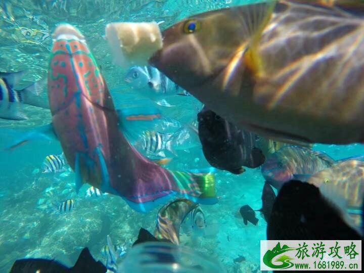 马来西亚仙本那旅游攻略 马来西亚仙本那旅游攻略