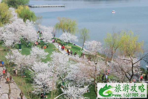 南京玄武湖樱花在哪里 什么时候开 南京玄武湖樱花在哪里 什么时候开