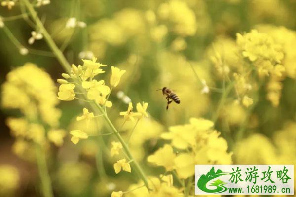 北京油菜花观赏地哪个最好?门票多少钱? 北京油菜花观赏地哪个最好?门票多少钱?