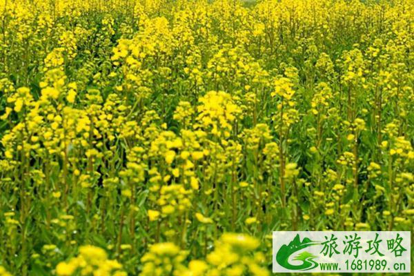 北京油菜花观赏地哪个最好?门票多少钱?