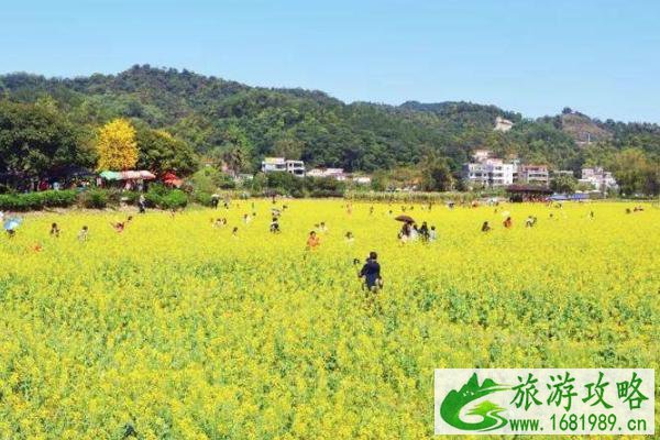 2022广州花都梯面油菜花开了吗 附观赏指南
