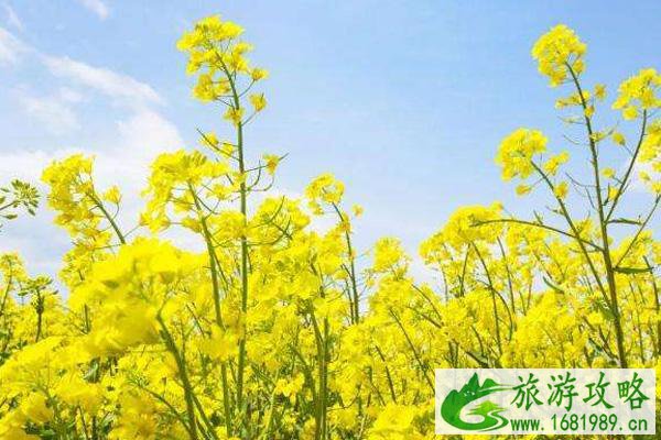2022广东油菜花几月份开花 广东看油菜花的地方
