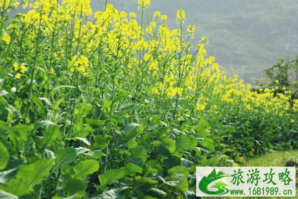 2022广东油菜花几月份开花 广东看油菜花的地方