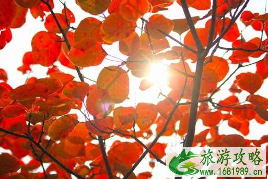 北京密云赏红叶哪里最好的地方