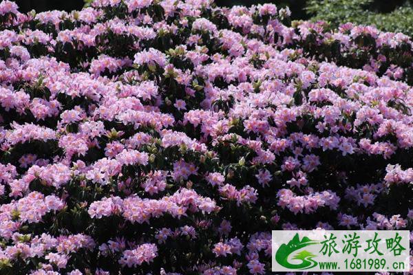 2021深圳梧桐山毛棉杜鹃花会时间及活动详情-观赏路线推荐 2021深圳梧桐山毛棉杜鹃花会时间及活动详情-观赏路线推荐