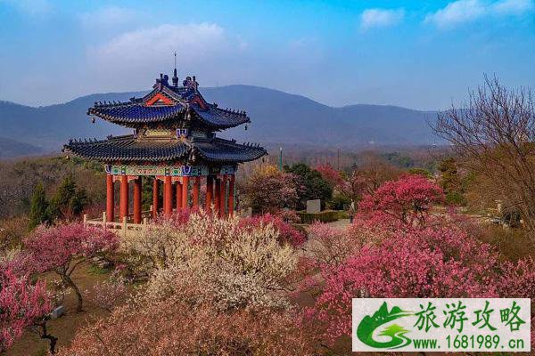 2021南京看梅花有哪几个地方 南京看梅花的最佳时间 2021南京看梅花有哪几个地方 南京看梅花的最佳时间