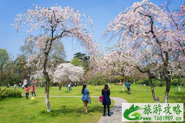 2021南京看梅花有哪几个地方 南京看梅花的最佳时间 2021南京看梅花有哪几个地方 南京看梅花的最佳时间