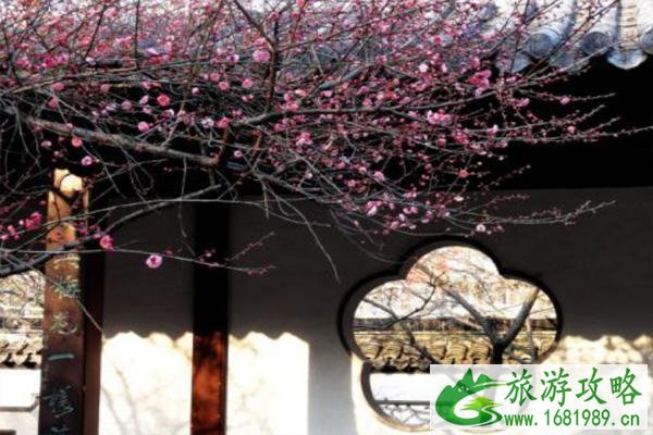 2021南京看梅花有哪几个地方 南京看梅花的最佳时间 2021南京看梅花有哪几个地方 南京看梅花的最佳时间