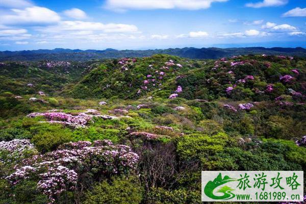 2021金佛山杜鹃花什么时候开得最茂盛 附观赏攻略