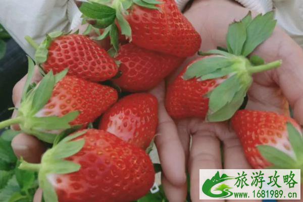 2021盐城摘草莓的地方在哪里 盐城草莓园采摘地址 2021盐城摘草莓的地方在哪里 盐城草莓园采摘地址