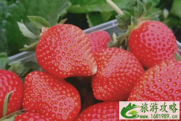 2021盐城摘草莓的地方在哪里 盐城草莓园采摘地址 2021盐城摘草莓的地方在哪里 盐城草莓园采摘地址
