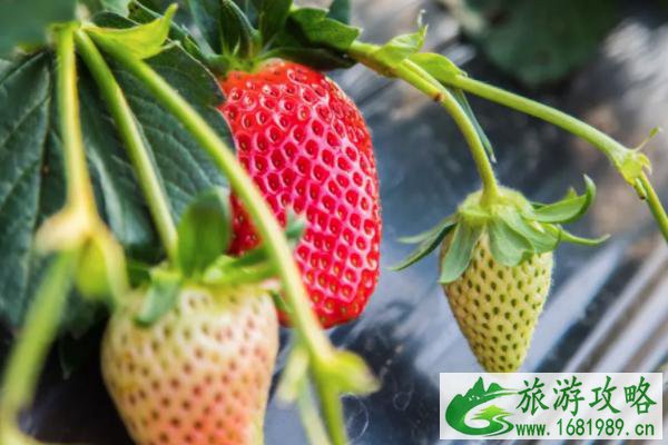 2021盐城摘草莓的地方在哪里 盐城草莓园采摘地址 2021盐城摘草莓的地方在哪里 盐城草莓园采摘地址