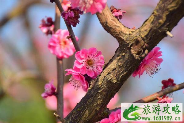 常州赏梅花的地方 常州赏梅好去处 常州赏梅花的地方 常州赏梅好去处