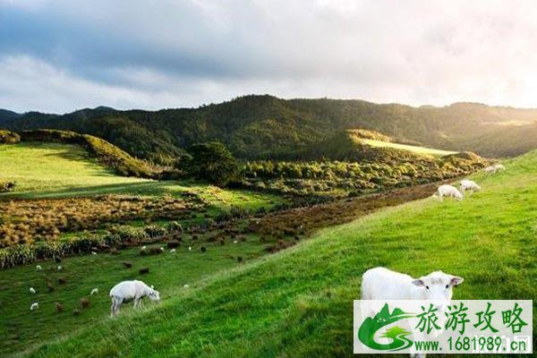 新西兰购物必买清单 新西兰购物必买清单