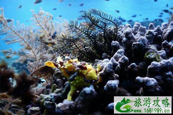 菲律宾巴利卡萨岛潜水度假村游玩多少钱+酒店怎样预定