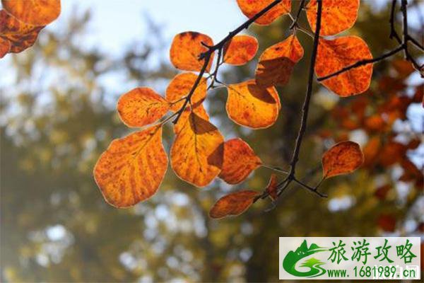 北京香山山顶上有吃的吗