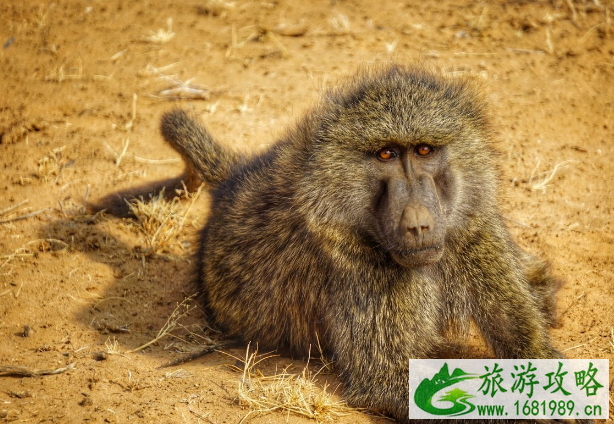 肯尼亚旅游景点 肯尼亚旅游景点