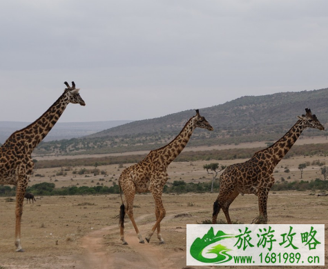 肯尼亚旅游景点 肯尼亚旅游景点