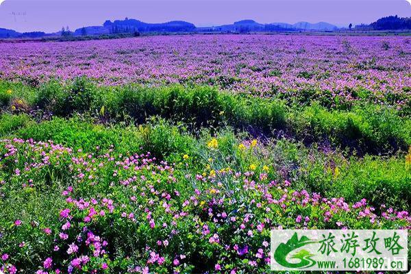 南京江宁油菜花观赏地在哪里?江宁看油菜花的好地点推荐