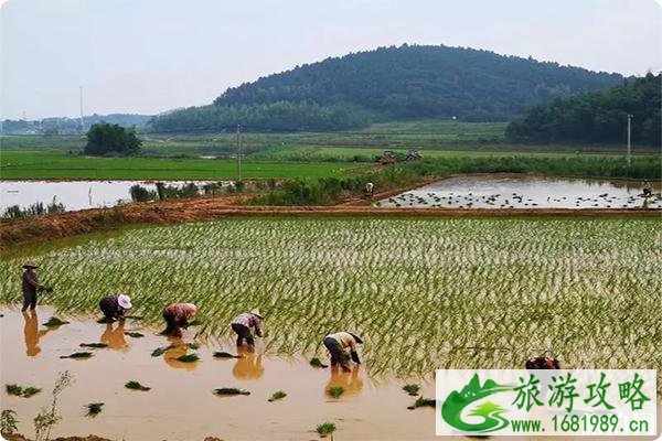 南京江宁油菜花观赏地在哪里?江宁看油菜花的好地点推荐
