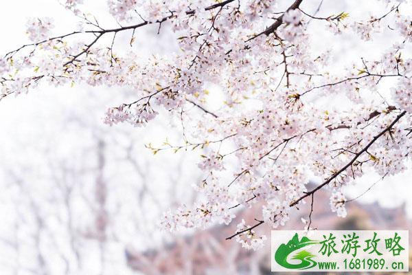 2022清凉寨樱花节门票价格 附最佳观赏时间