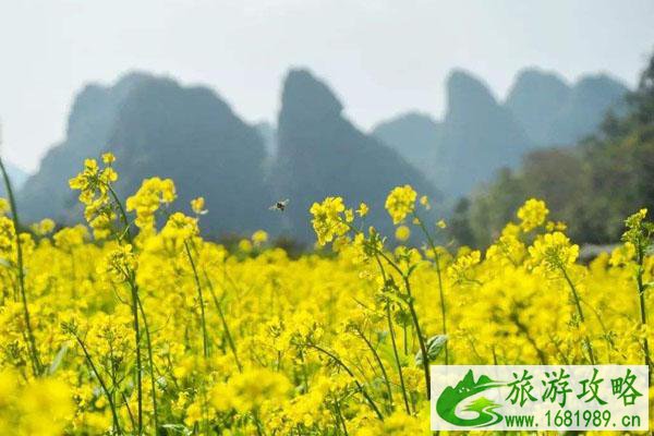2022广东油菜花旅游景点在哪里 2022广东油菜花旅游景点在哪里