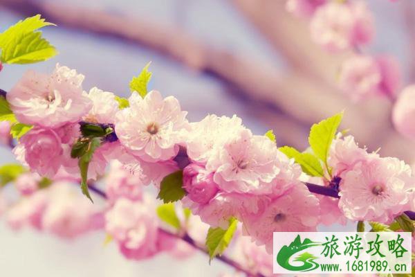 苏州樱花观赏地推荐