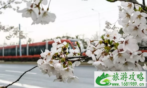 苏州樱花观赏地推荐