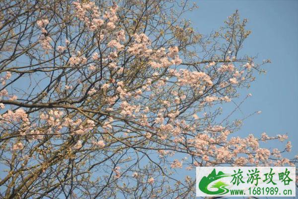 2022浏阳大围山樱花什么时候开 附大围山樱花观赏指南 2022浏阳大围山樱花什么时候开 附大围山樱花观赏指南