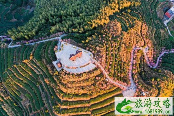 2022白交祠村樱花什么时候开?具体位置在哪?