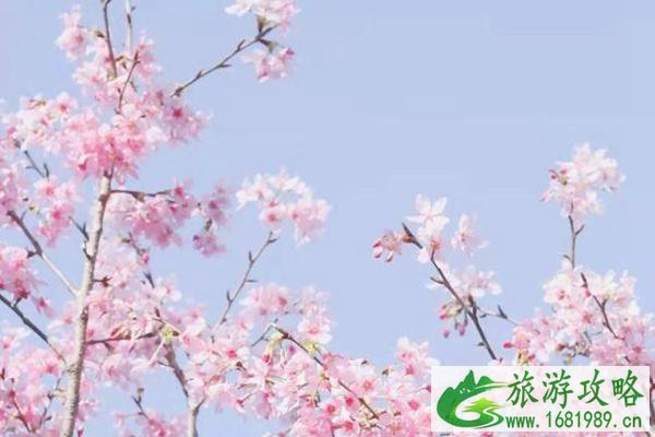 2022白交祠村樱花什么时候开?具体位置在哪?