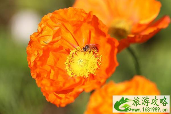 2022廉江樱花公园樱花什么时候开?收费吗?