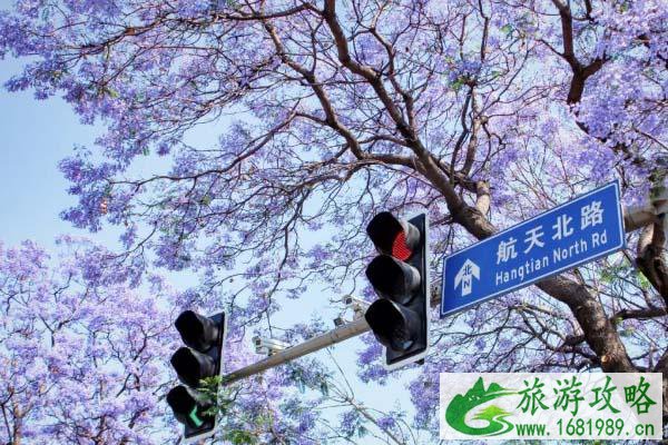 西昌蓝花楹好看吗?蓝花楹哪里最好看? 西昌蓝花楹好看吗?蓝花楹哪里最好看?