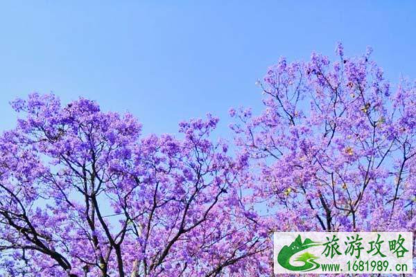 西昌蓝花楹好看吗?蓝花楹哪里最好看? 西昌蓝花楹好看吗?蓝花楹哪里最好看?
