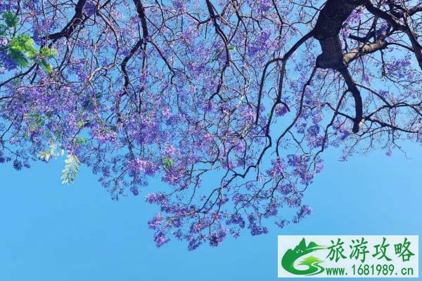 西昌蓝花楹好看吗?蓝花楹哪里最好看? 西昌蓝花楹好看吗?蓝花楹哪里最好看?