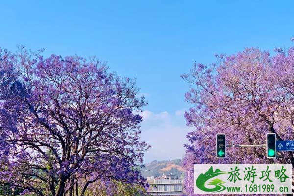 西昌蓝花楹好看吗?蓝花楹哪里最好看? 西昌蓝花楹好看吗?蓝花楹哪里最好看?