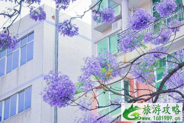 西昌蓝花楹好看吗?蓝花楹哪里最好看? 西昌蓝花楹好看吗?蓝花楹哪里最好看?
