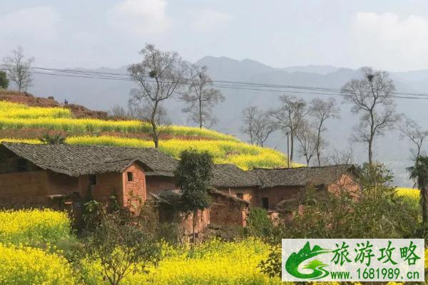 2022屏山中都油菜花在哪里?附花期介绍及游玩攻略