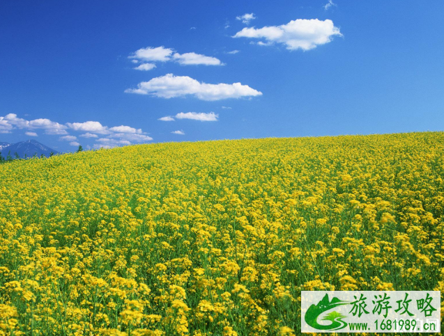 2022油菜花什么时候开花 全国油菜花开花时间 2022油菜花什么时候开花 全国油菜花开花时间