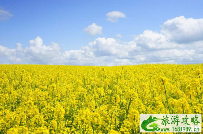 2022油菜花什么时候开花 全国油菜花开花时间 2022油菜花什么时候开花 全国油菜花开花时间