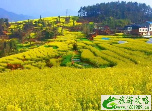 2022屏山中都油菜花在哪里?附花期介绍及游玩攻略