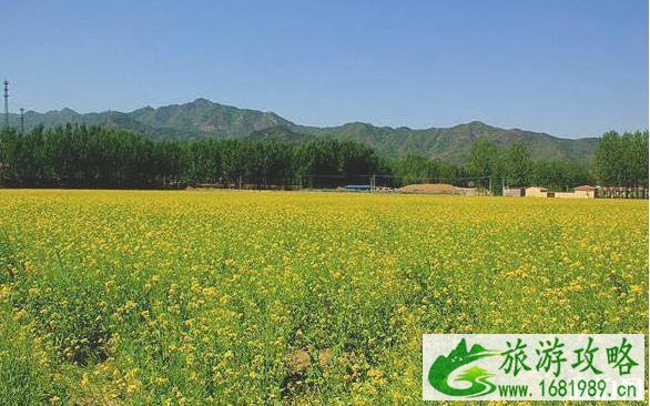 北京油菜花海在哪里2022