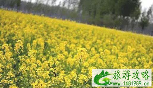 北京油菜花海在哪里2022