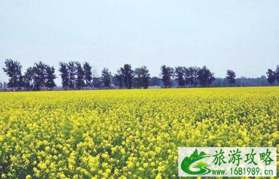 北京油菜花海在哪里2022